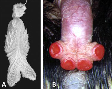 Fig. 1: (a) forked hemipenis of snake Atractus attenuatus (b) echidna penis.